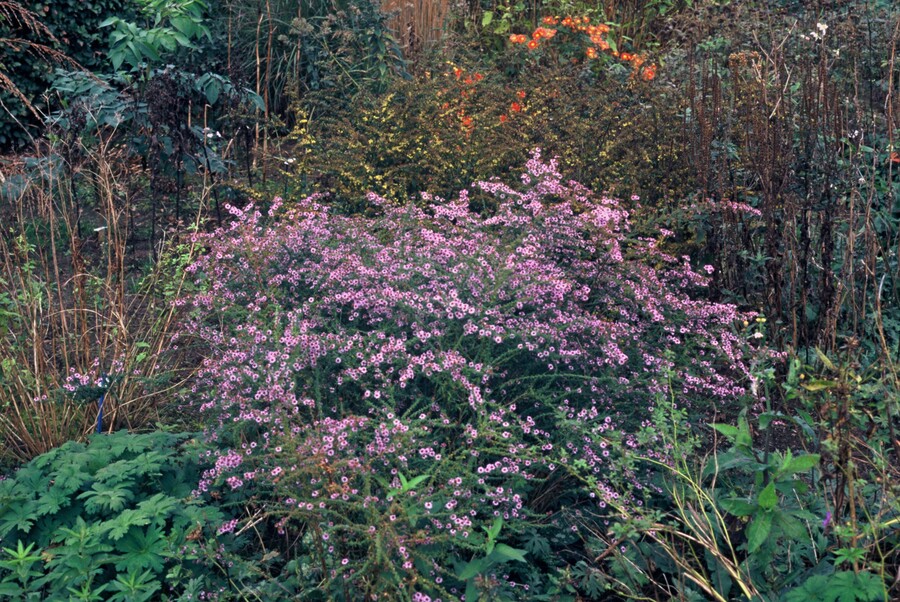 Aster ericoides 'Blue Star' - Afbeelding 2