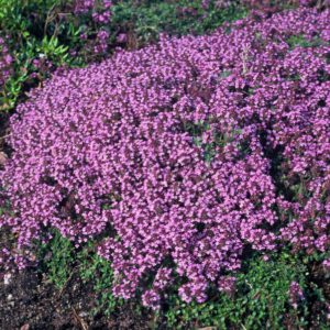 Thymus praecox 'Coccineus' – Kruiptijm