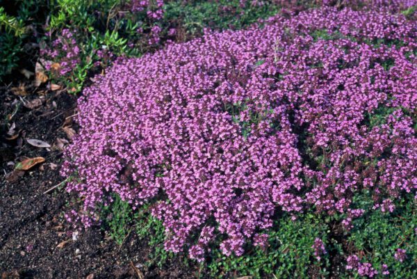 Thymus praecox 'Coccineus' – Kruiptijm