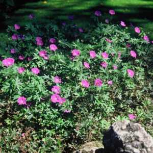 Geranium sanguineum – Ooievaarsbek