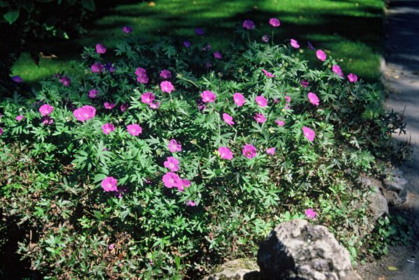 Geranium sanguineum – Ooievaarsbek