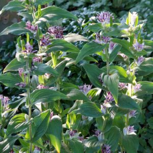 Tricyrtis hirta – Paddenlelie