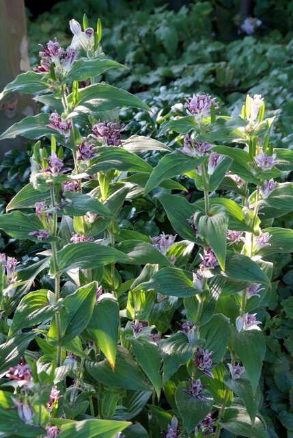 Tricyrtis hirta – Paddenlelie