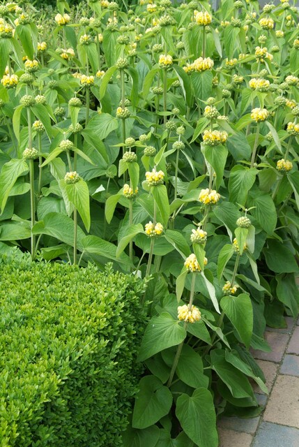 Phlomis russeliana – Brandkruid - Afbeelding 7