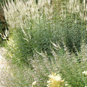 Veronicastrum virginicum 'White Apollo' – Ereprijs