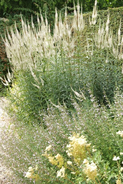Veronicastrum virginicum 'White Apollo' – Ereprijs