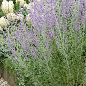 Perovskia atriplicifolia 'Blue Spire' – Reuzenlavendel
