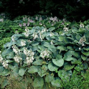 Hosta sieboldiana Elegance - Hartlelie