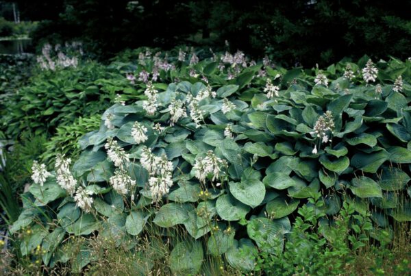 Hosta sieboldiana Elegance - Hartlelie