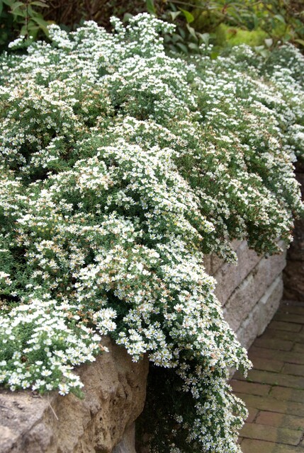 Aster ericoides prostatus 'Snowflurry' - Heide aster - Afbeelding 3