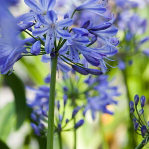 Agapanthus africanus – Afrikaanse lelie