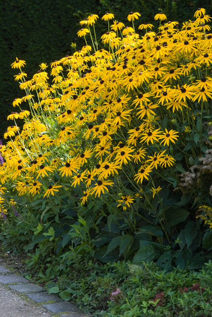 Rudbeckia fulgida 'Goldsturm' – Zonnehoed - Afbeelding 2