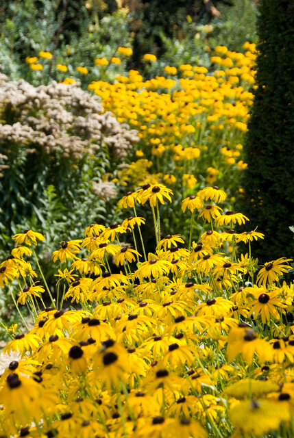 Rudbeckia fulgida 'Goldsturm' – Zonnehoed - Afbeelding 3