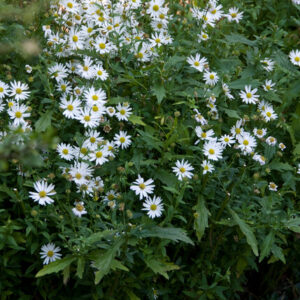 Kalimeris incisa 'Alba' - Zomeraster