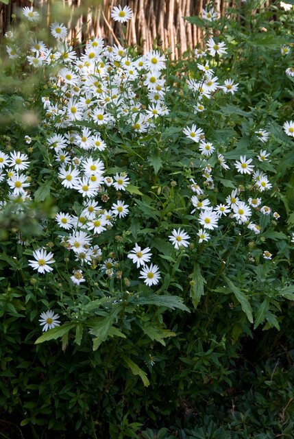 Kalimeris incisa 'Alba' - Zomeraster