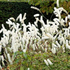 Actaea simplex 'White Pearle' – Zilverkaars