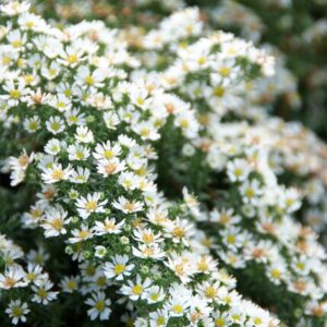 Aster ericoides prostatus 'Snowflurry' - Heide aster
