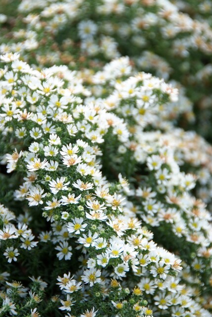 Aster ericoides prostatus 'Snowflurry' - Heide aster