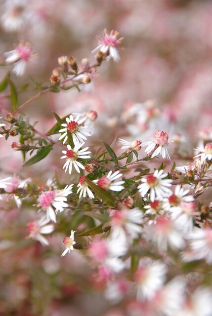 Aster latifolius 'Horizontalis' – Herfstaster - Afbeelding 2