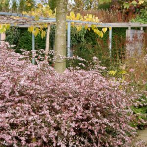 Aster latifolius 'Horizontalis' – Herfstaster