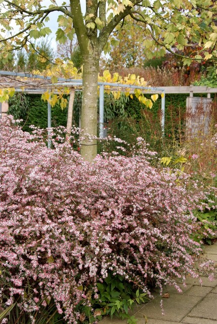 Aster latifolius 'Horizontalis' – Herfstaster
