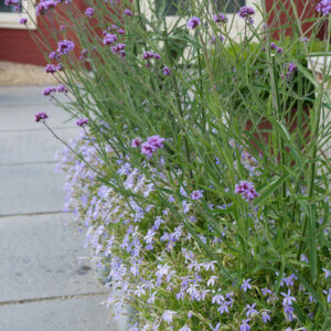 Verbena bonariensis – IJzerhard