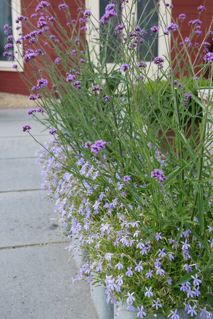 Verbena bonariensis – IJzerhard