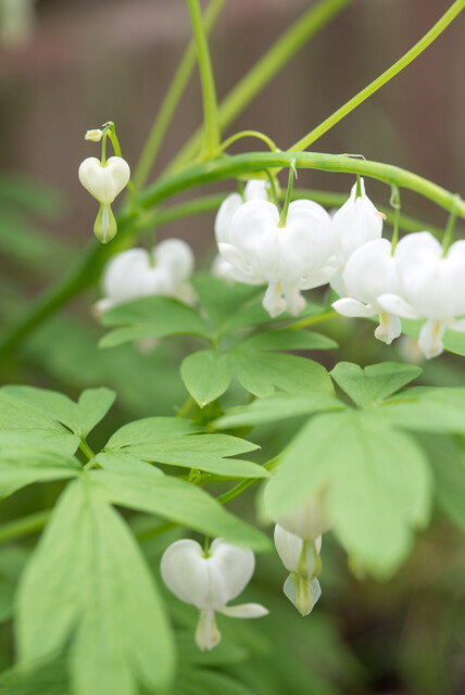 Dicentra spectabilis 'Alba' – Gebroken hartje