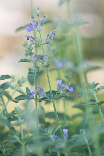 Nepeta racemosa – Kattenkruid - Afbeelding 4