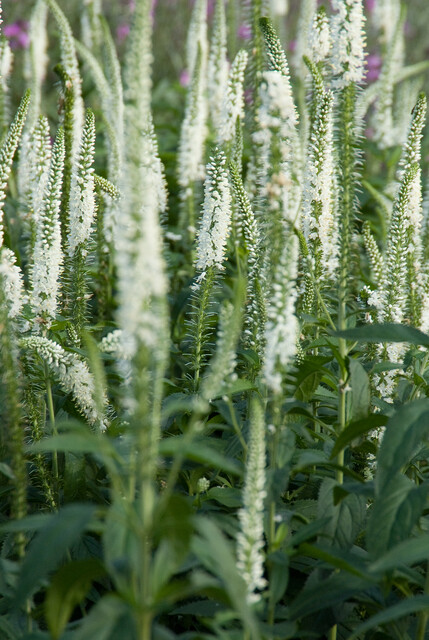 Veronica longifolia 'Schneeriesin' – Ereprijs