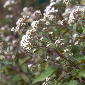 Eupatorium rugosum 'Chocolate' – Koninginnekruid