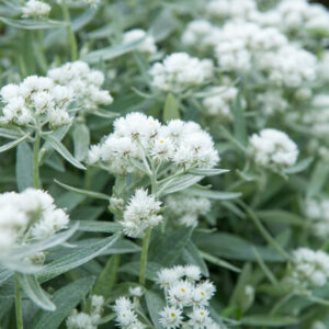 Anaphalis triplinervis – Siberische edelweiss