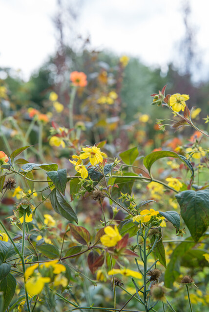 Lysimachia ciliata ‘Firecracker’ – Wederik - Afbeelding 3