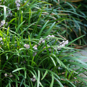 Ophiopogon japonicus 'Minor' – Slangenbaard