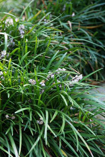 Ophiopogon japonicus 'Minor' – Slangenbaard