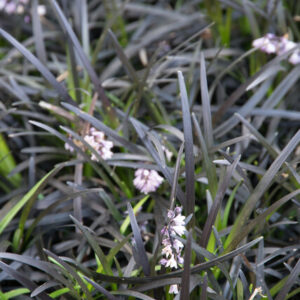 Ophiopogon planiscapus 'Niger' – Slangenbaard
