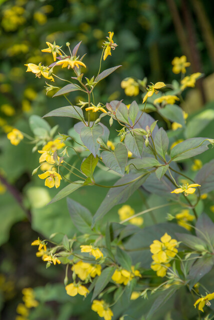 Lysimachia ciliata ‘Firecracker’ – Wederik - Afbeelding 2