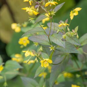 Lysimachia ciliata ‘Firecracker’ – Wederik