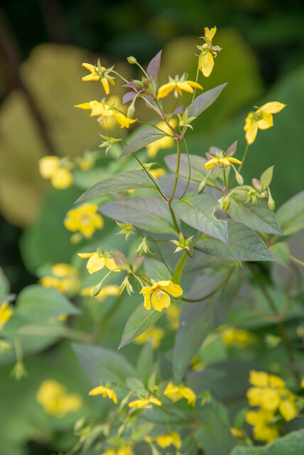 Lysimachia ciliata ‘Firecracker’ – Wederik