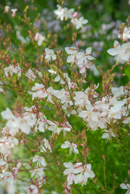 Gaura lindheimeri 'Whirling Butterflies' – Lindheimers prachtkaars - Afbeelding 2