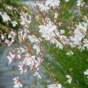 Gaura lindheimeri 'Whirling Butterflies' – Lindheimers prachtkaars