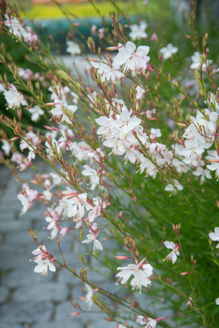 Gaura lindheimeri 'Whirling Butterflies' – Lindheimers prachtkaars