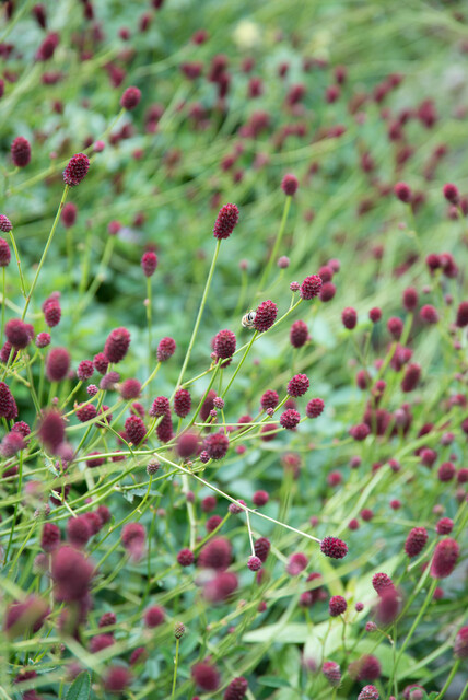 Sanguisorba officinalis 'Tanna' – Pimpernel - Afbeelding 6