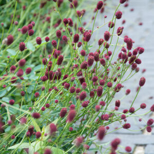 Sanguisorba officinalis 'Tanna' – Pimpernel