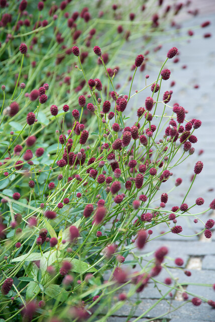 Sanguisorba officinalis 'Tanna' – Pimpernel