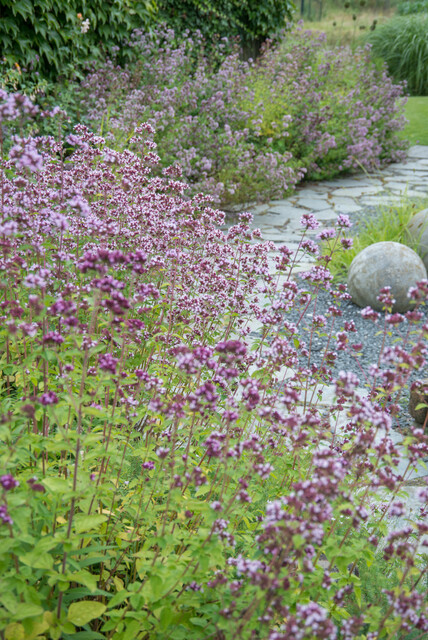 Origanum ‘Herrenhausen’ – Marjolein - Afbeelding 2