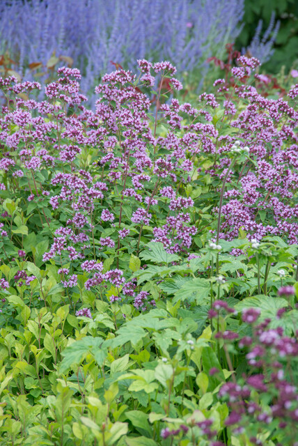 Origanum ‘Herrenhausen’ – Marjolein - Afbeelding 3