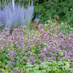 Origanum ‘Herrenhausen’ – Marjolein