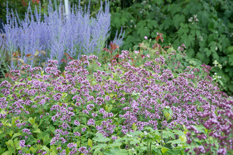Origanum ‘Herrenhausen’ – Marjolein
