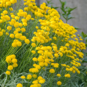 Helichrysum Italicum - Kerrieplant